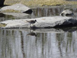 Rantakurvi Kemi 23.5.2019 J.Saarela